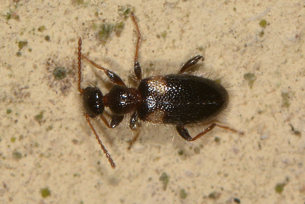 Anthicidae: Hirticomus hispidus